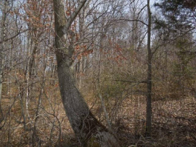 6.50-ac Hatcher Road Moss, TN 38575 - Photo 8 of 12 14