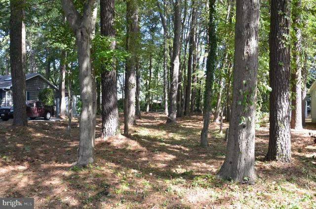 a view of a trees with a tree
