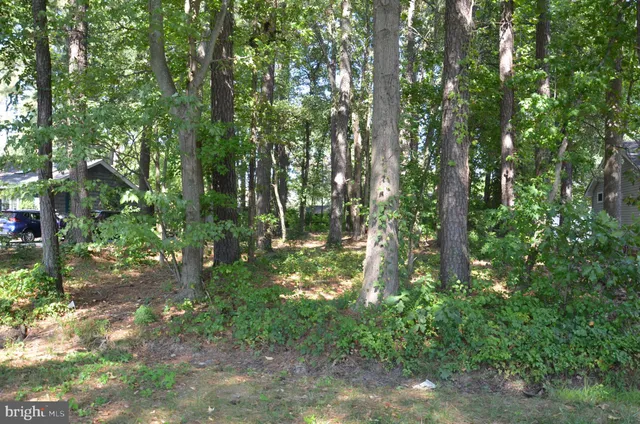 a yard with lots of trees