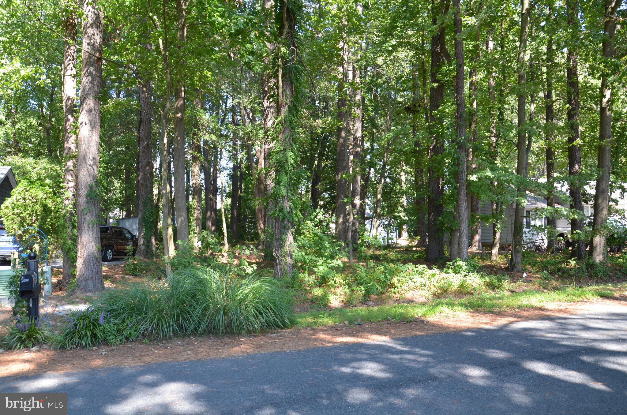 912 Calvert Avenue St. Michaels, MD 21663 - Photo 5 of 11 a view of a yard with plants and large trees