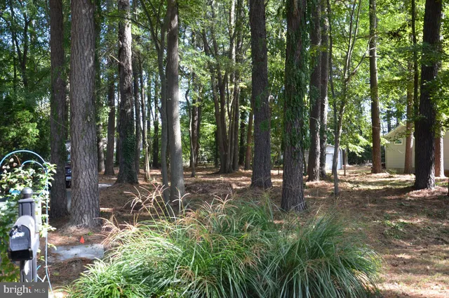 a view of backyard with green space and trees