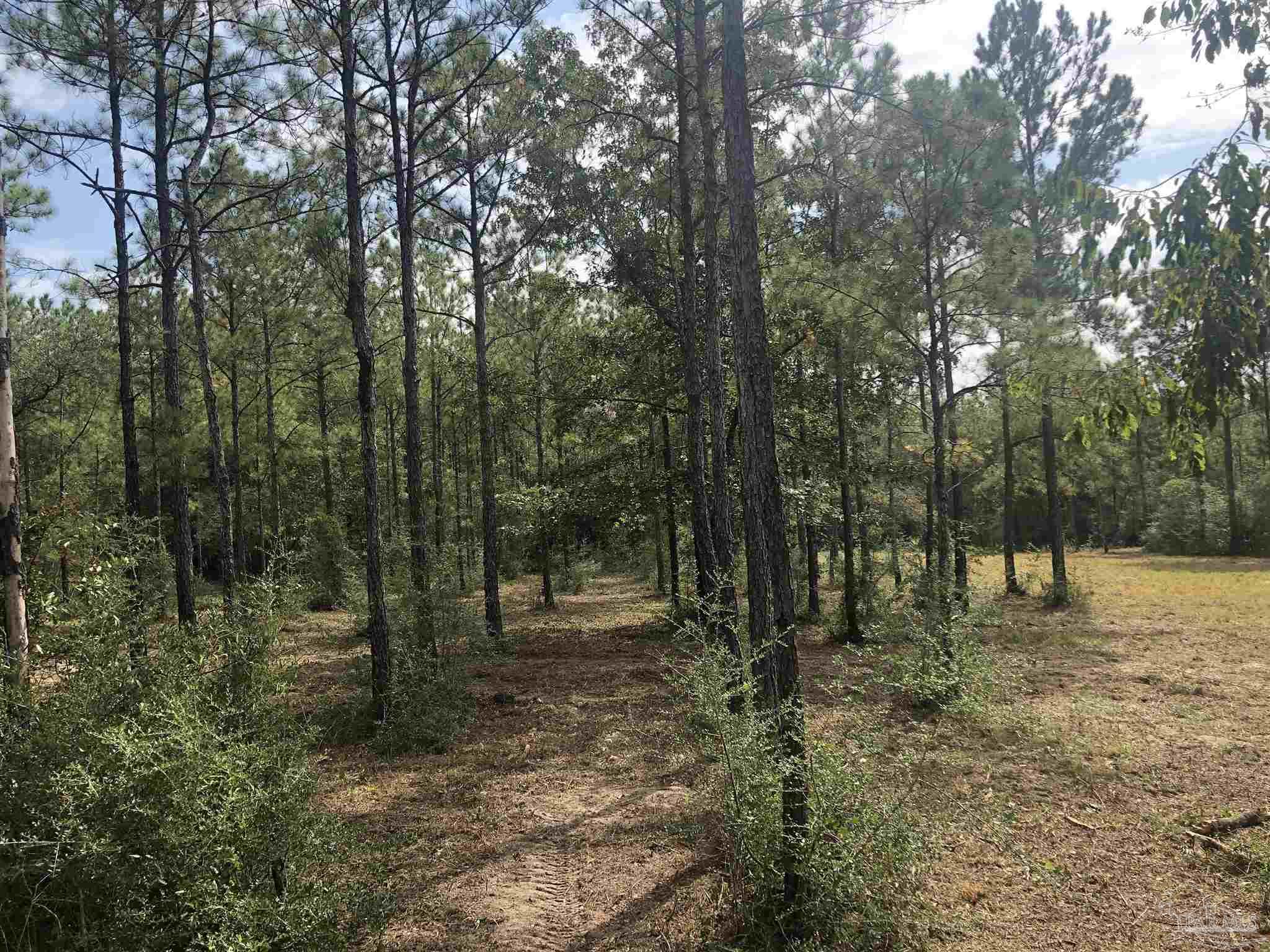 0 Molino Bridge Road Pace, FL 32571 - Photo 12 of 35 a view of outdoor space with lots of trees