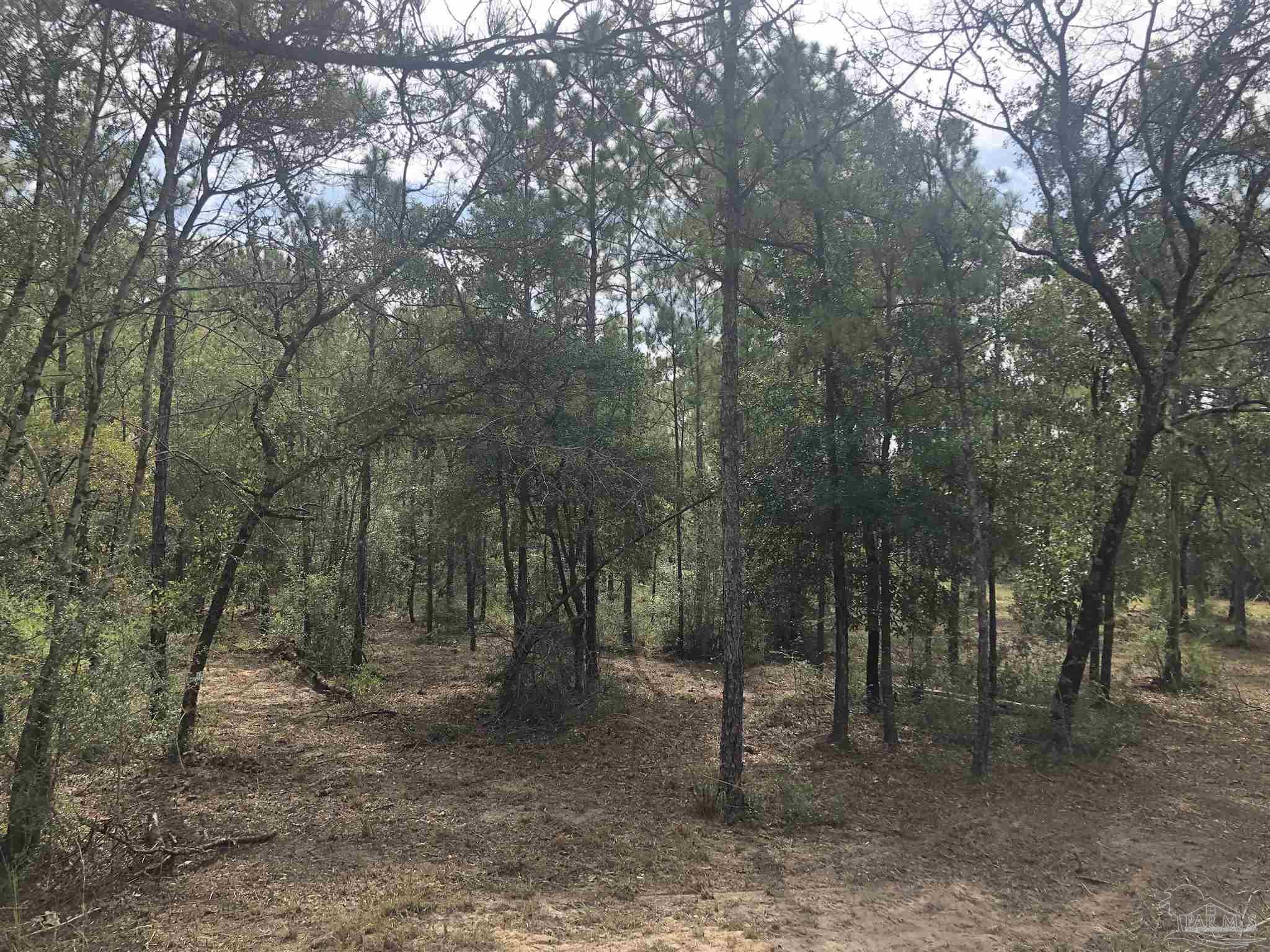 0 Molino Bridge Road Pace, FL 32571 - Photo 14 of 35 a view of a forest with trees in the background