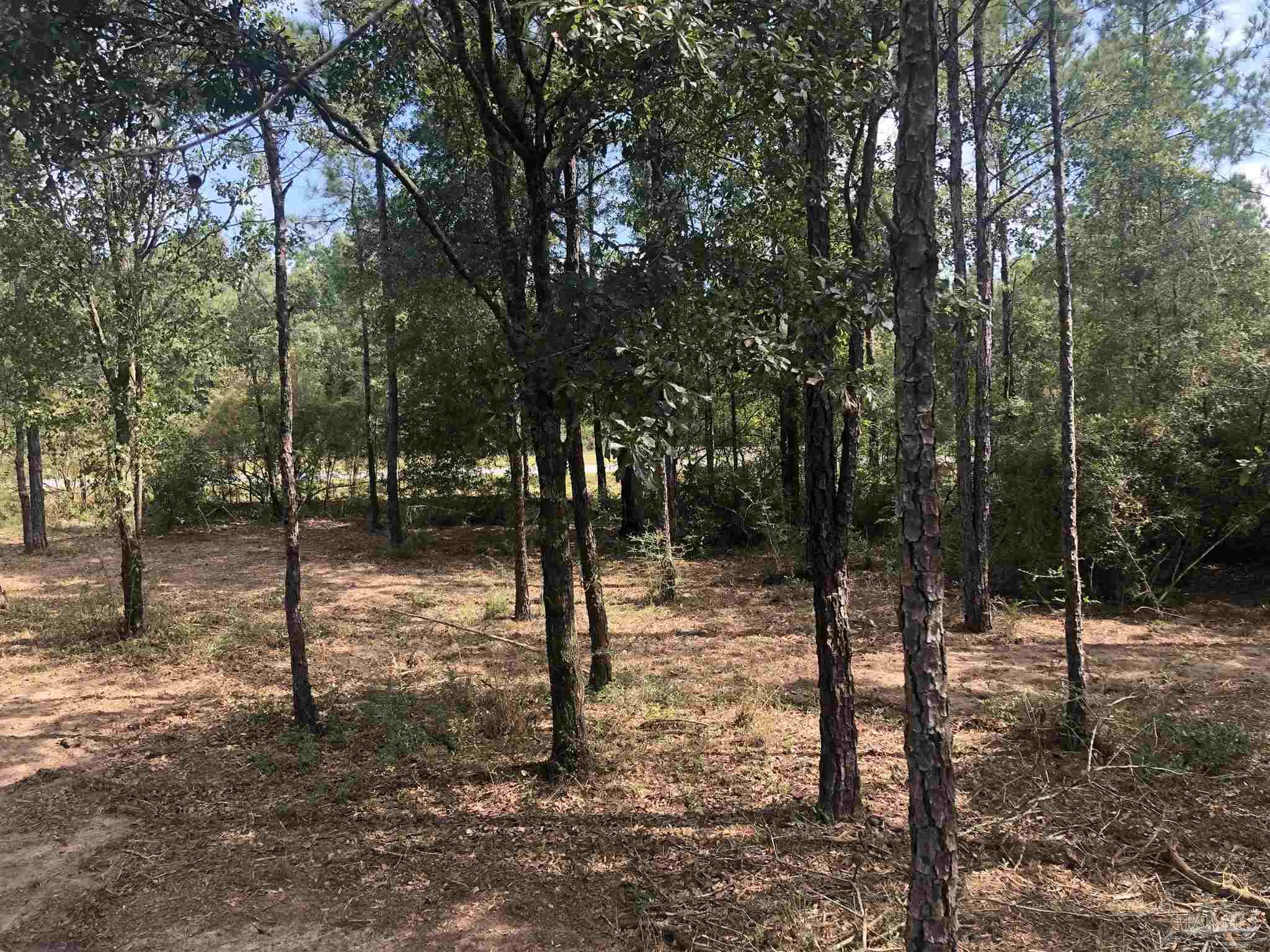 0 Molino Bridge Road Pace, FL 32571 - Photo 16 of 35 a view of outdoor space with lots of trees