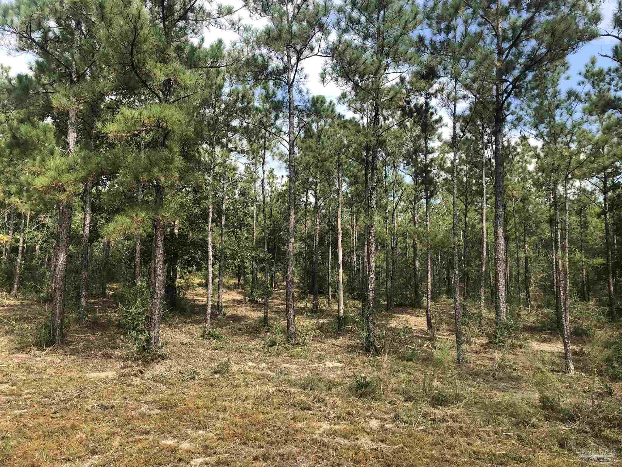 0 Molino Bridge Road Pace, FL 32571 - Photo 17 of 35 a view of outdoor space with lots of trees
