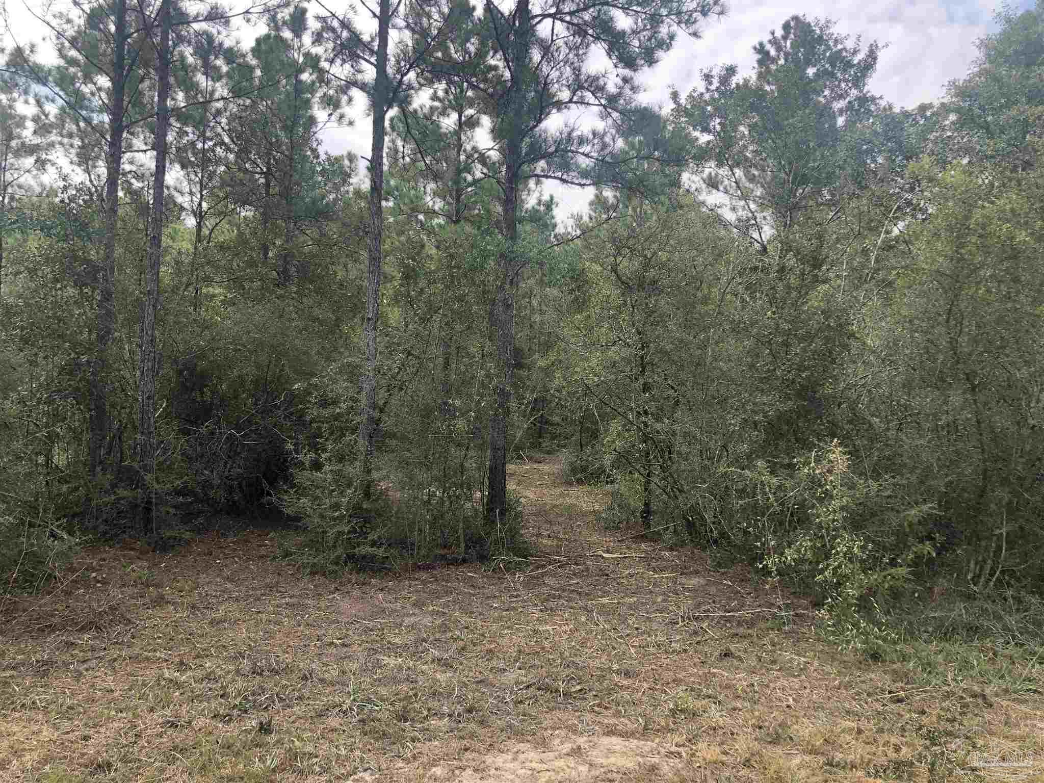 0 Molino Bridge Road Pace, FL 32571 - Photo 18 of 35 a view of a forest with trees in the background