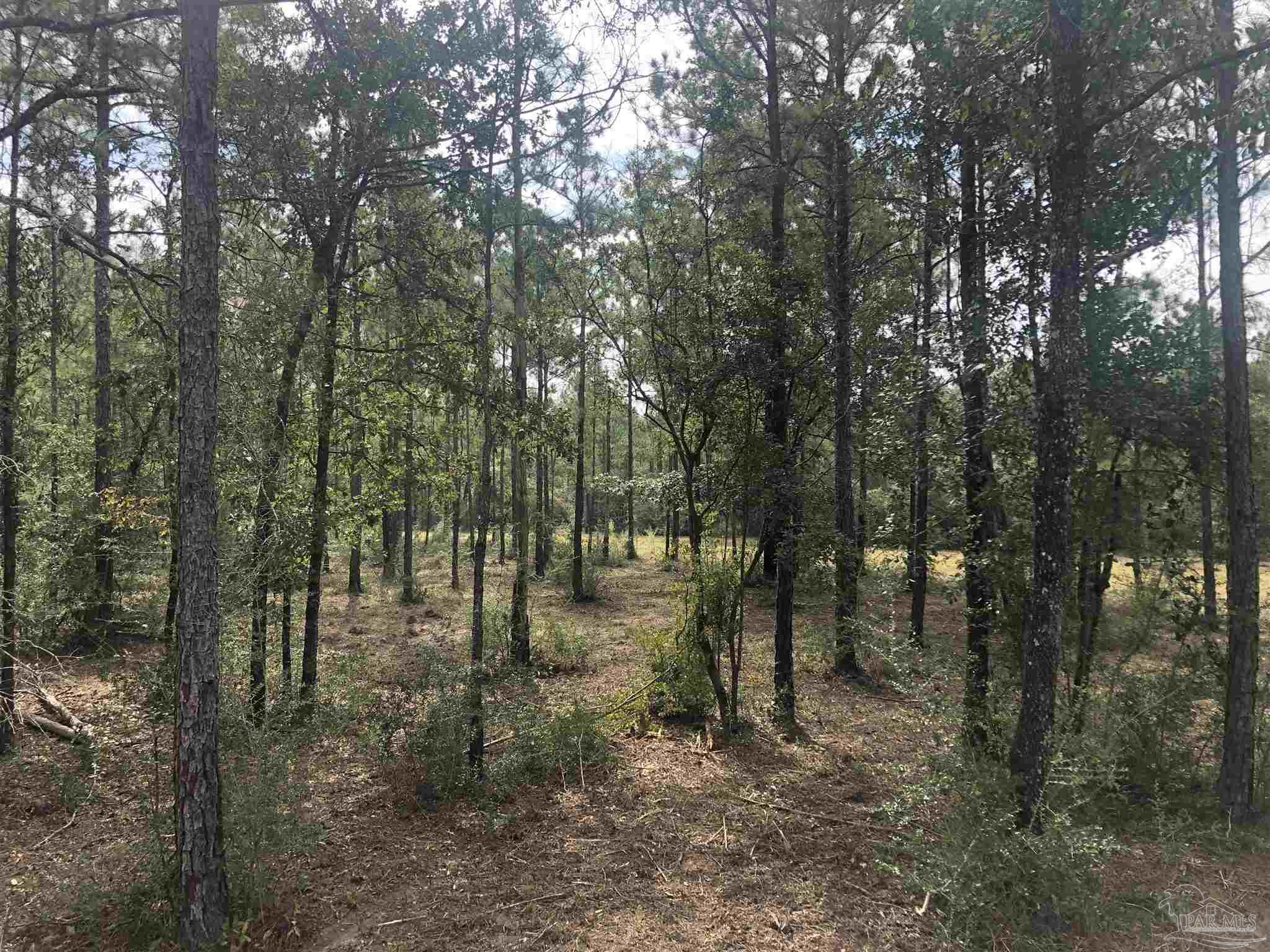 0 Molino Bridge Road Pace, FL 32571 - Photo 20 of 35 a view of a forest with trees in the background