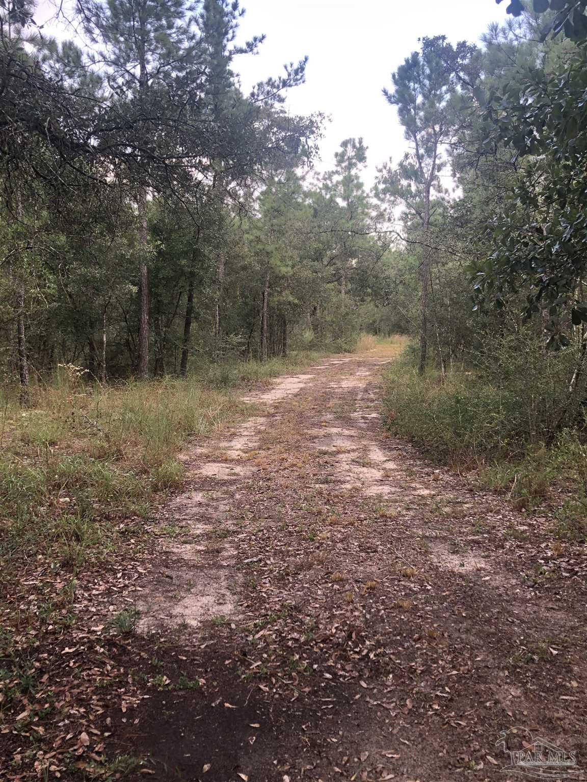 0 Molino Bridge Road Pace, FL 32571 - Photo 2 of 35 a view of a forest with trees in the background