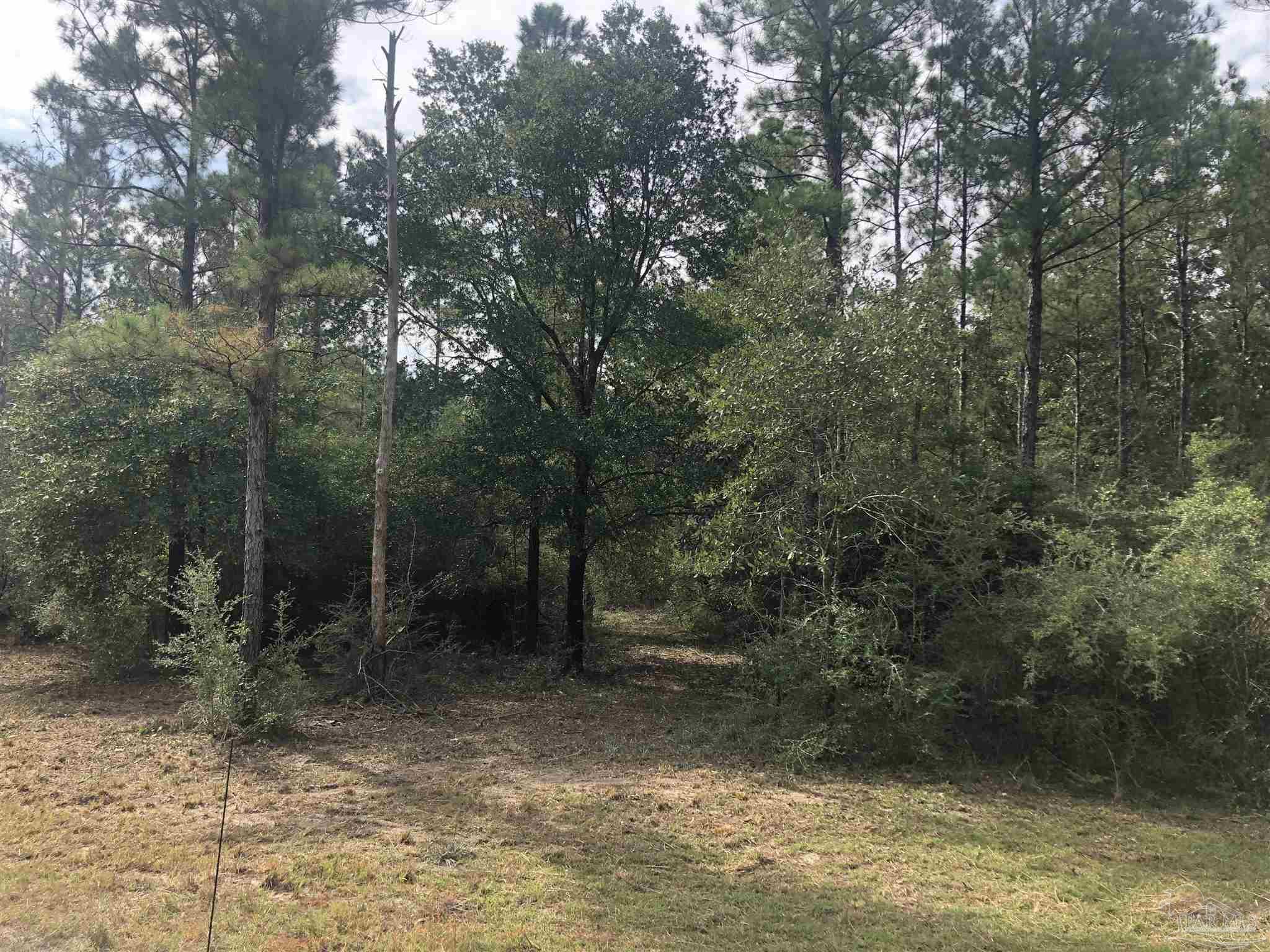 0 Molino Bridge Road Pace, FL 32571 - Photo 21 of 35 a view of a forest