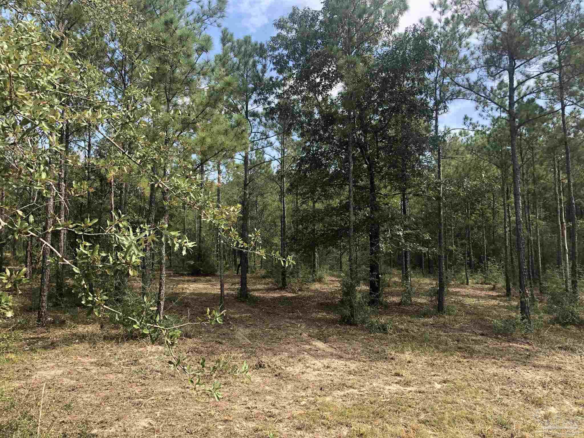 0 Molino Bridge Road Pace, FL 32571 - Photo 22 of 35 a view of outdoor space with trees