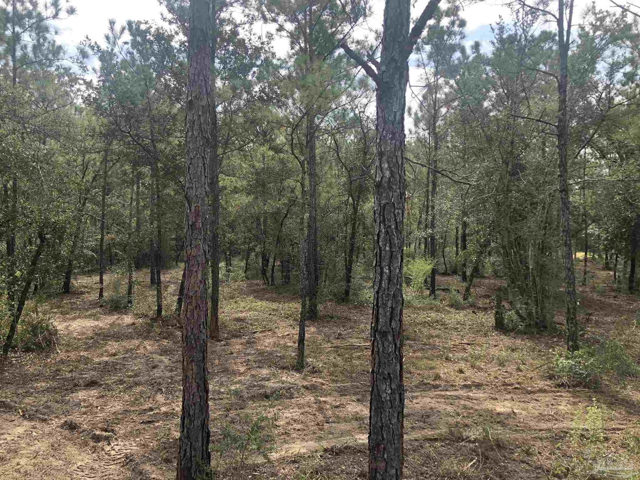 0 Molino Bridge Road Pace, FL 32571 - Photo 25 of 35 a view of a forest