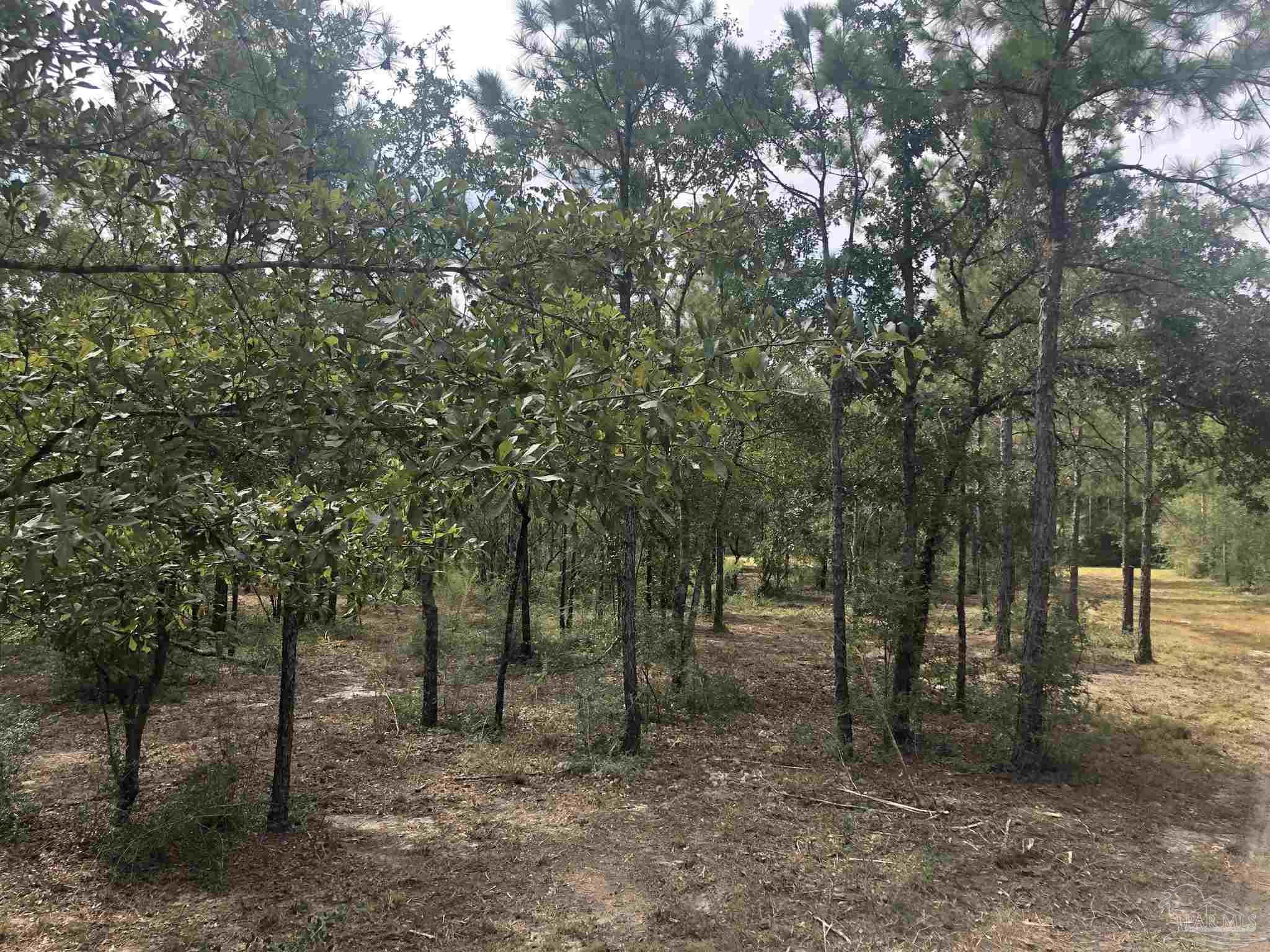 0 Molino Bridge Road Pace, FL 32571 - Photo 26 of 35 a view of outdoor space and trees