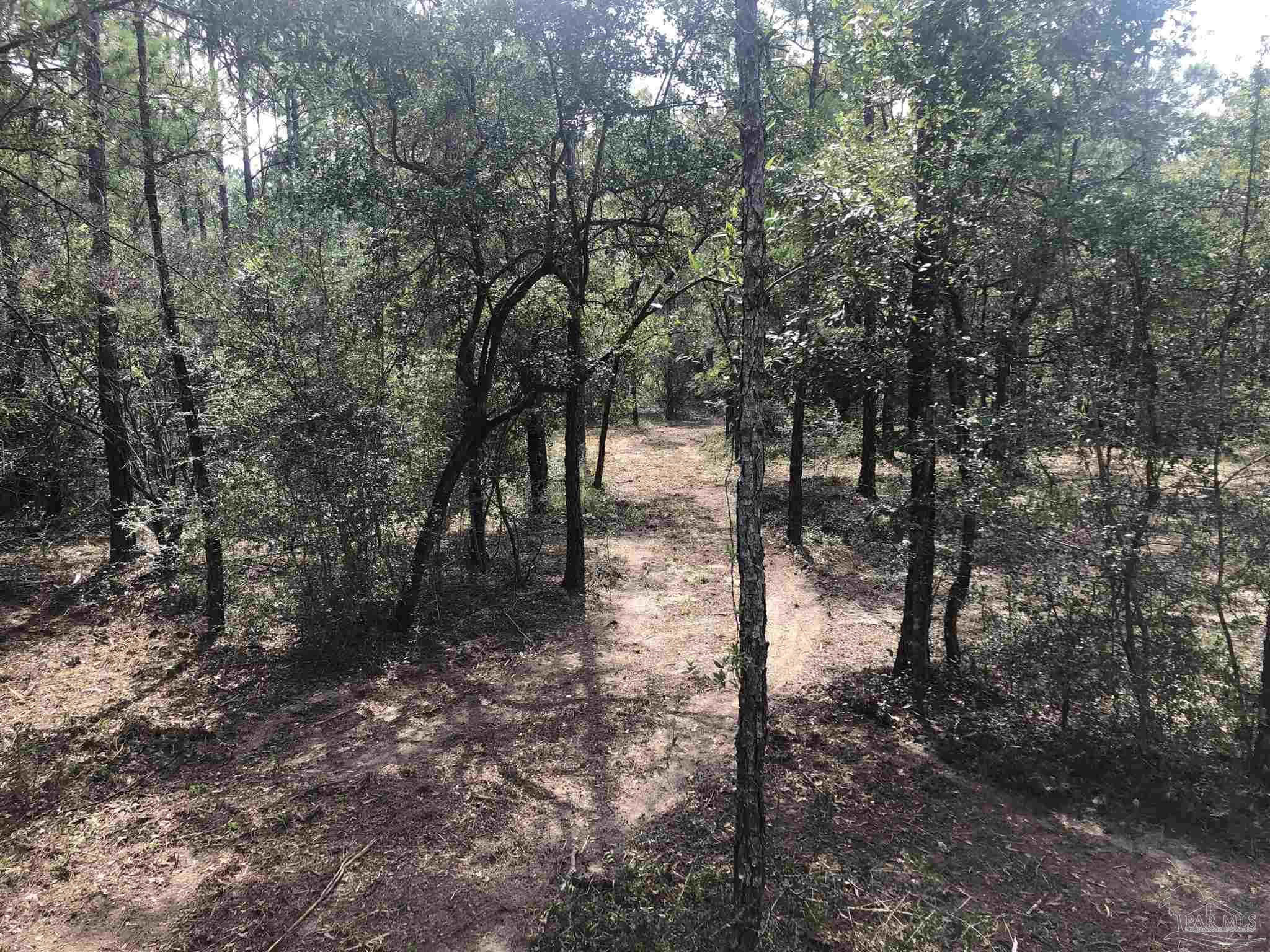 0 Molino Bridge Road Pace, FL 32571 - Photo 27 of 35 a view of a forest with trees in the background