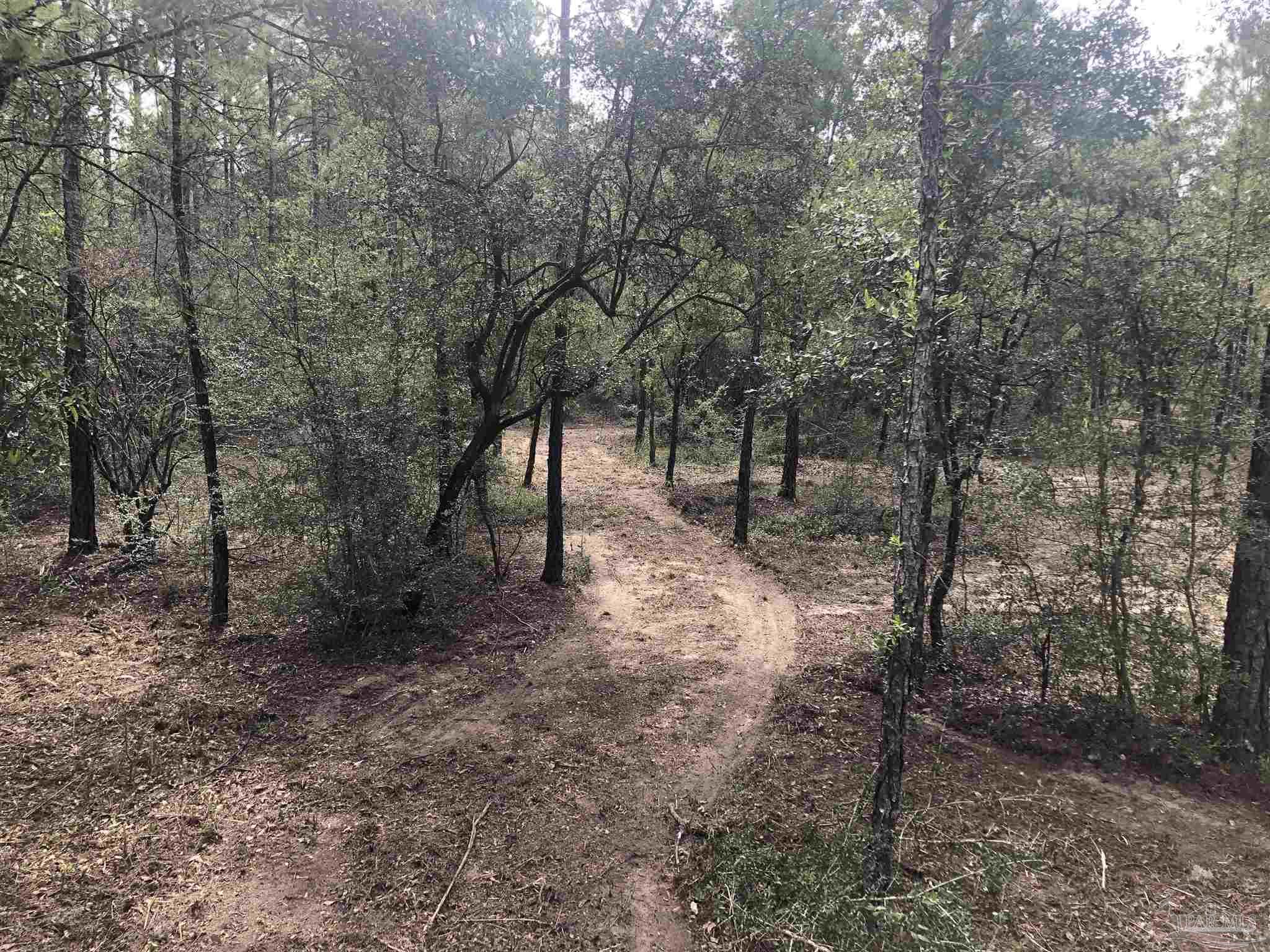 0 Molino Bridge Road Pace, FL 32571 - Photo 28 of 35 a view of a forest with trees in the background