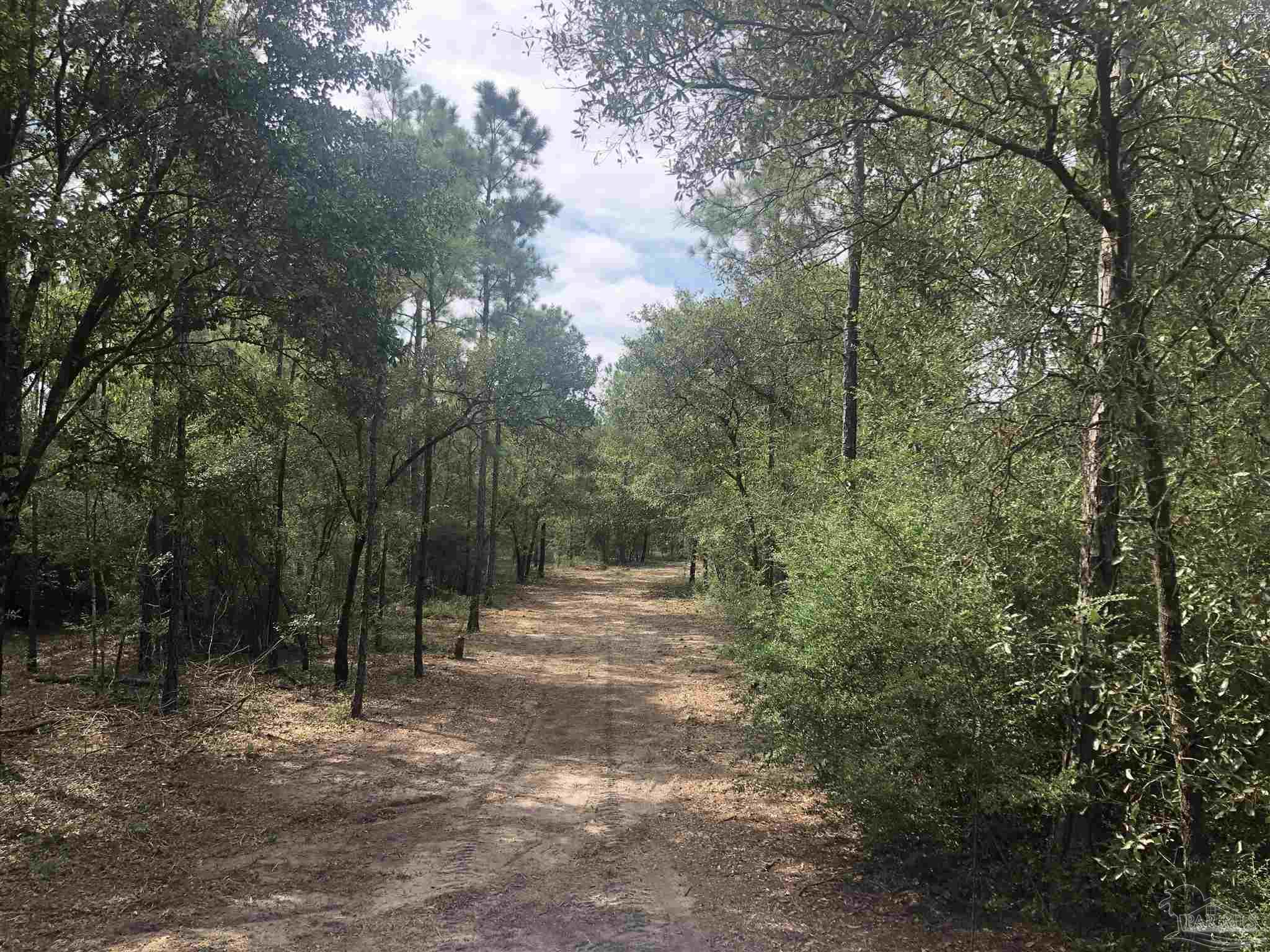 0 Molino Bridge Road Pace, FL 32571 - Photo 30 of 35 a view of a forest with trees in the background
