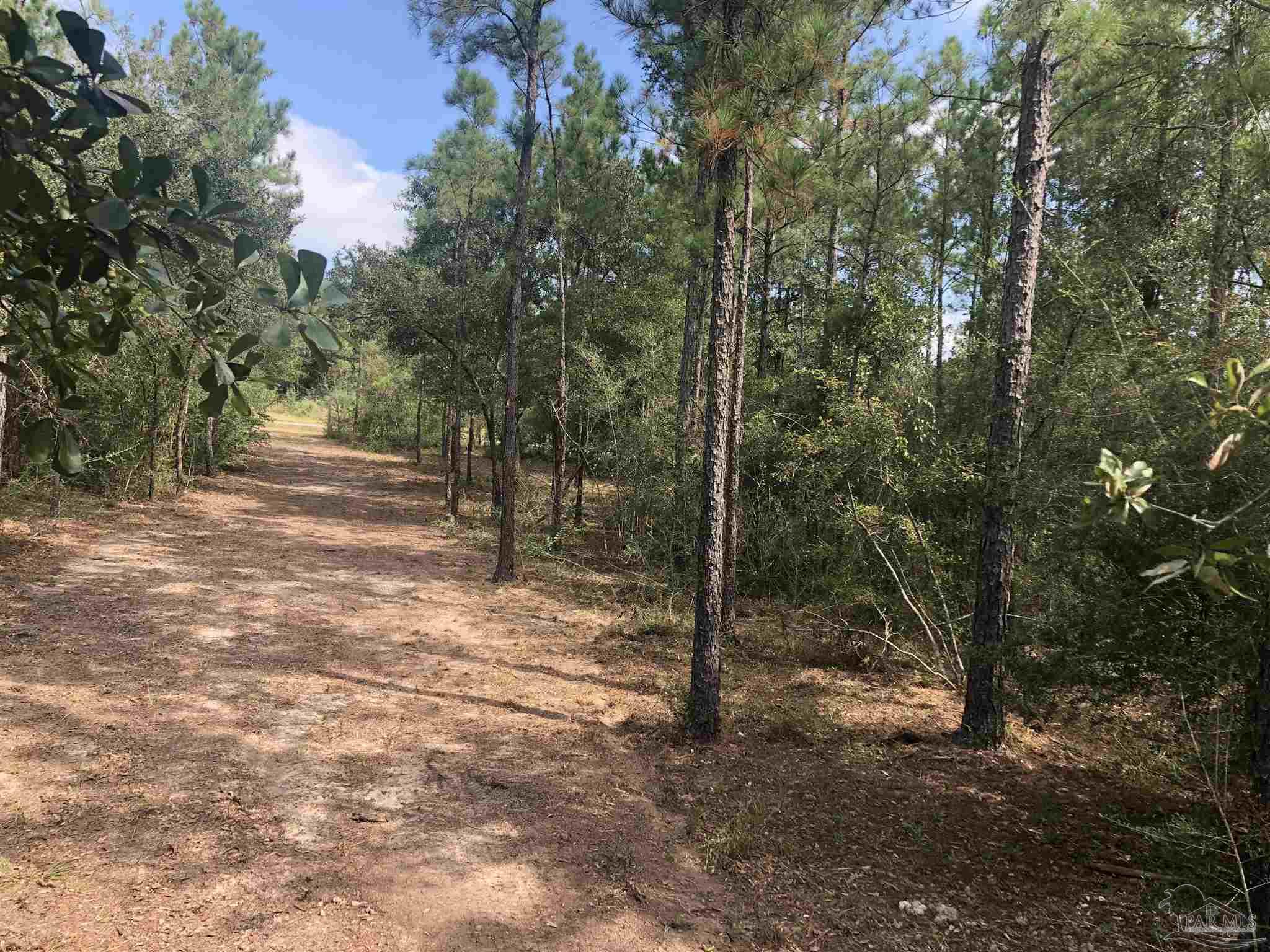 0 Molino Bridge Road Pace, FL 32571 - Photo 31 of 35 a view of a forest with trees in the background
