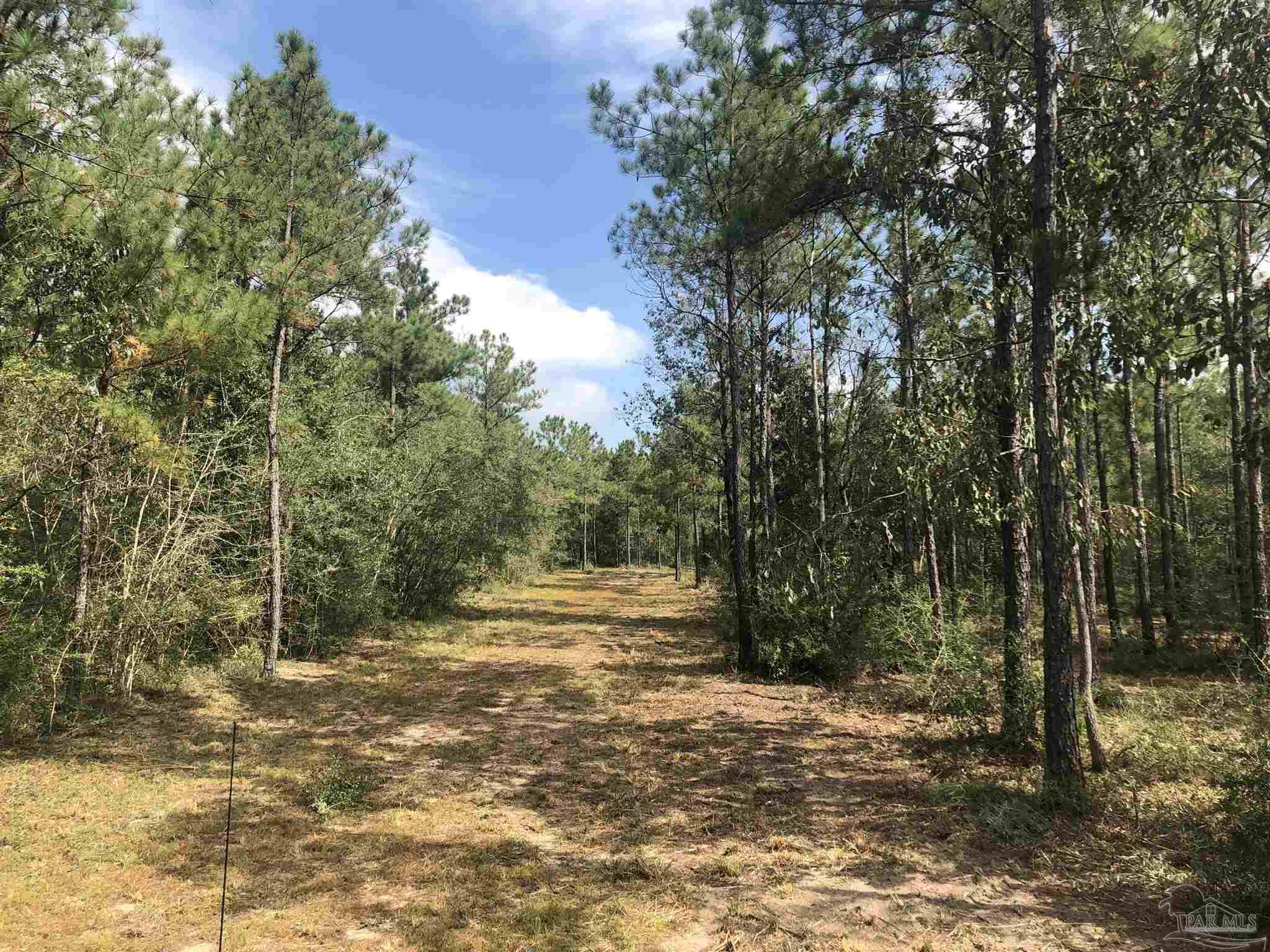 0 Molino Bridge Road Pace, FL 32571 - Photo 5 of 35 a view of a yard with trees