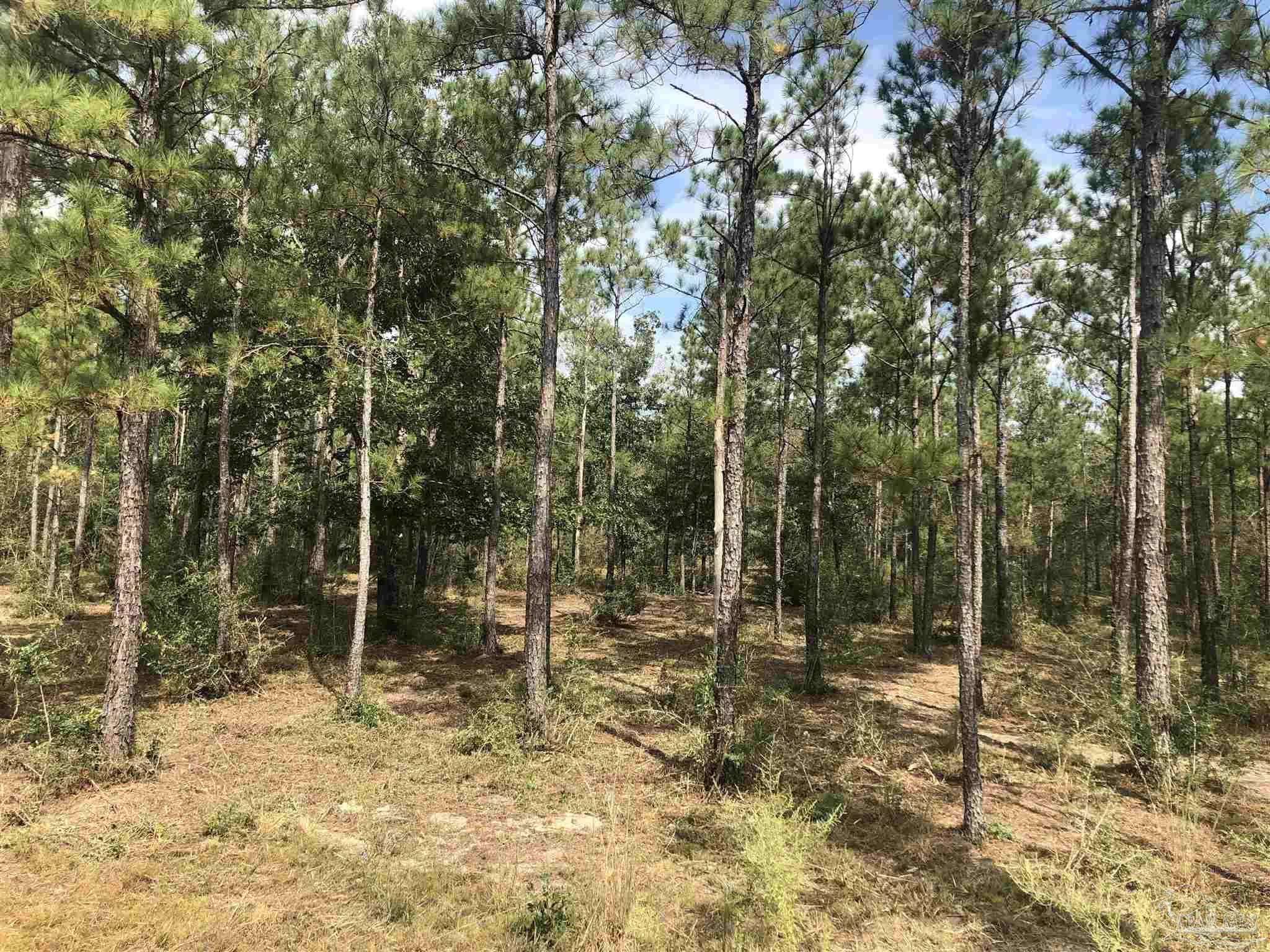 0 Molino Bridge Road Pace, FL 32571 - Photo 6 of 35 a view of outdoor space with trees