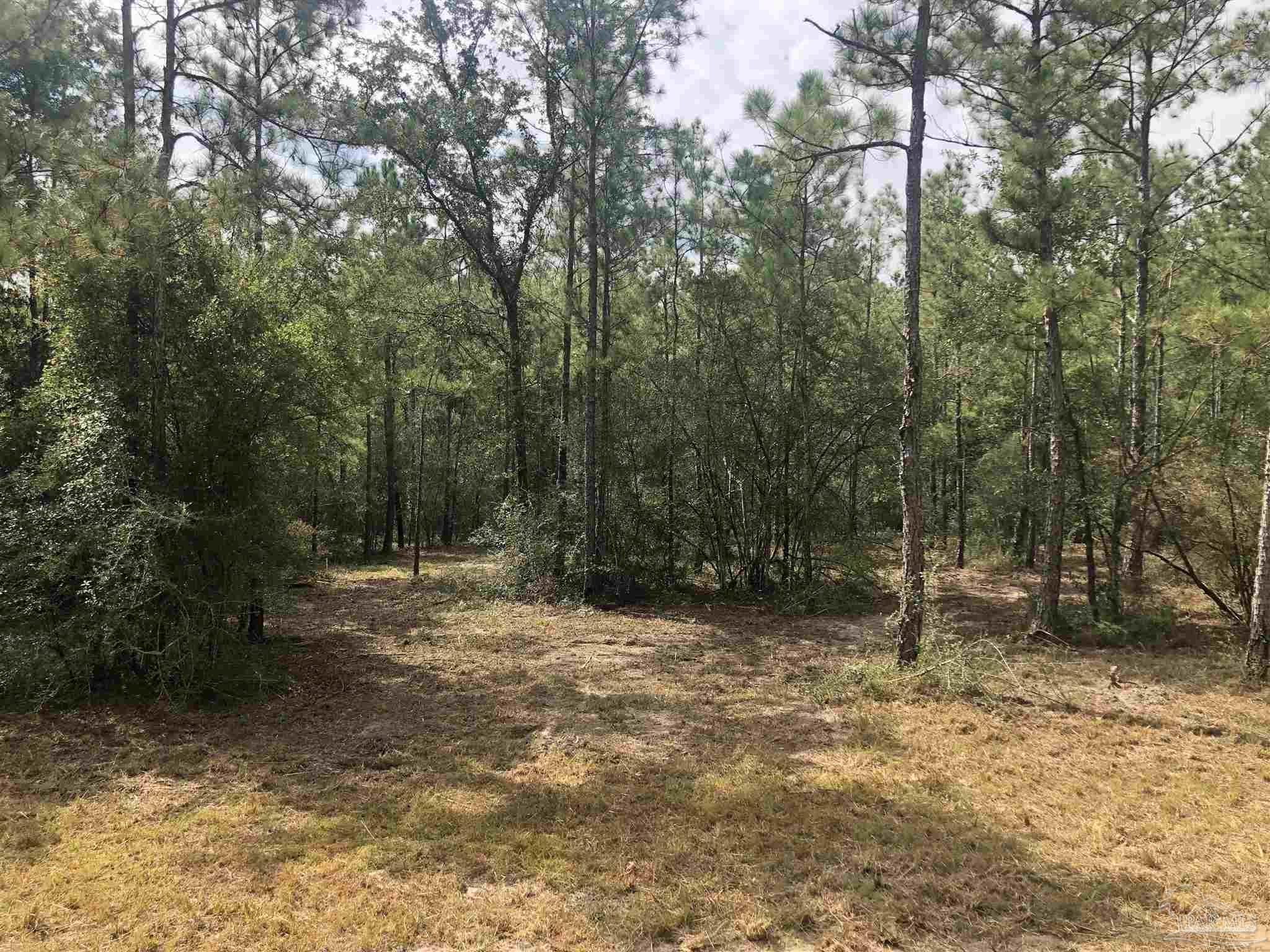 0 Molino Bridge Road Pace, FL 32571 - Photo 7 of 35 a view of a forest with trees in the background