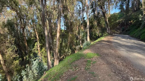 a plant that is in middle of forest