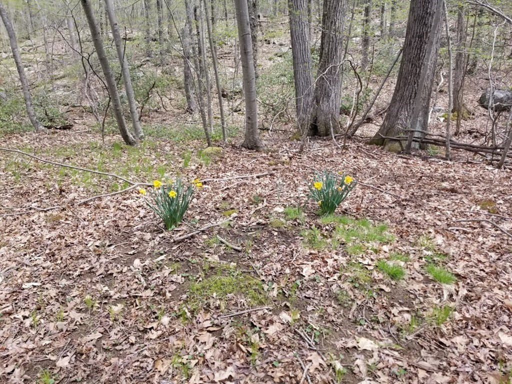 Xo Frontage Road Ashford, CT 06278 - Photo 5 of 19 Gallery Image 5