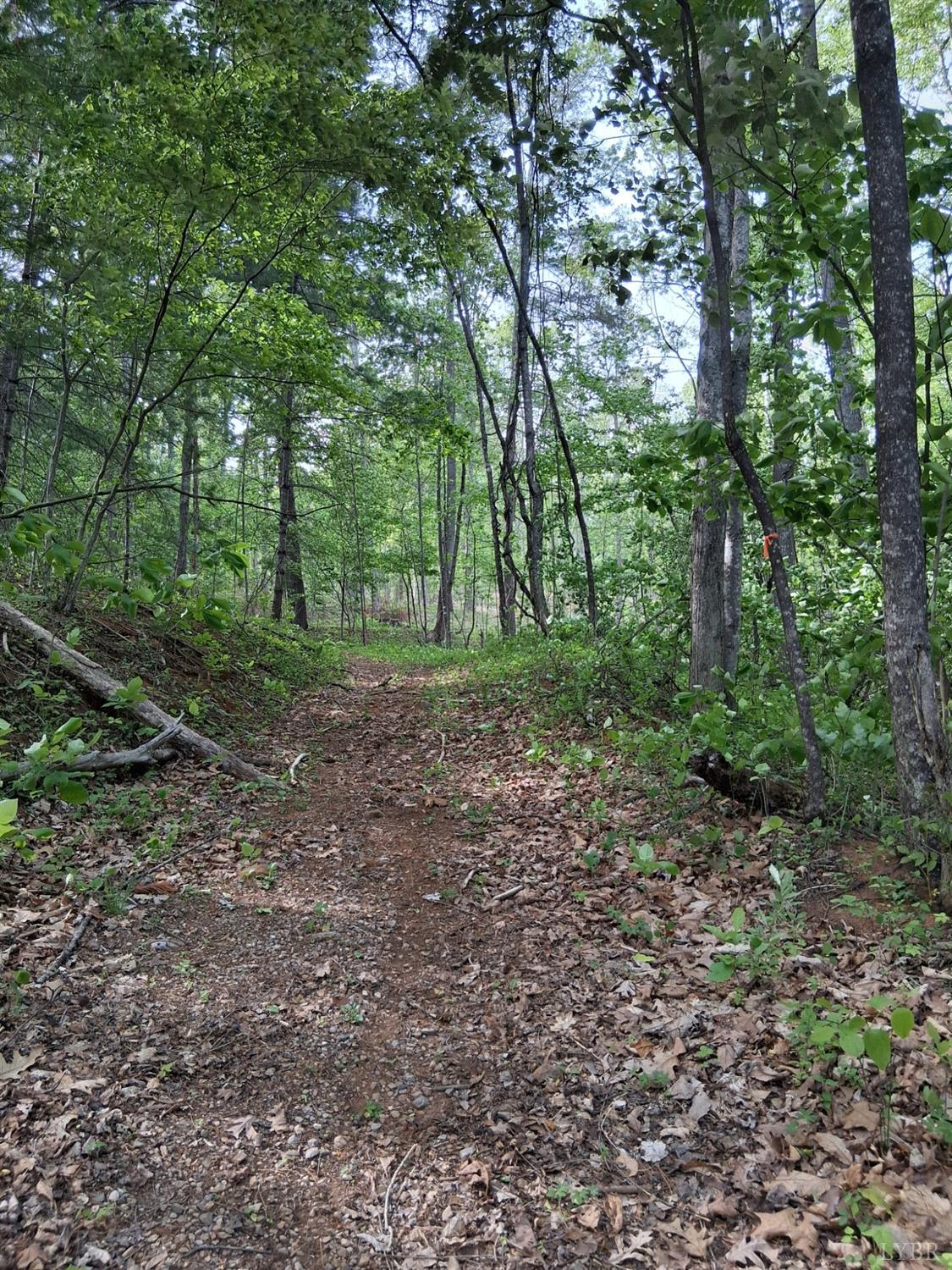 0 Robinson Gap Road Monroe, VA 24574 - Photo 4 of 44 Second entrance from Roberts Road