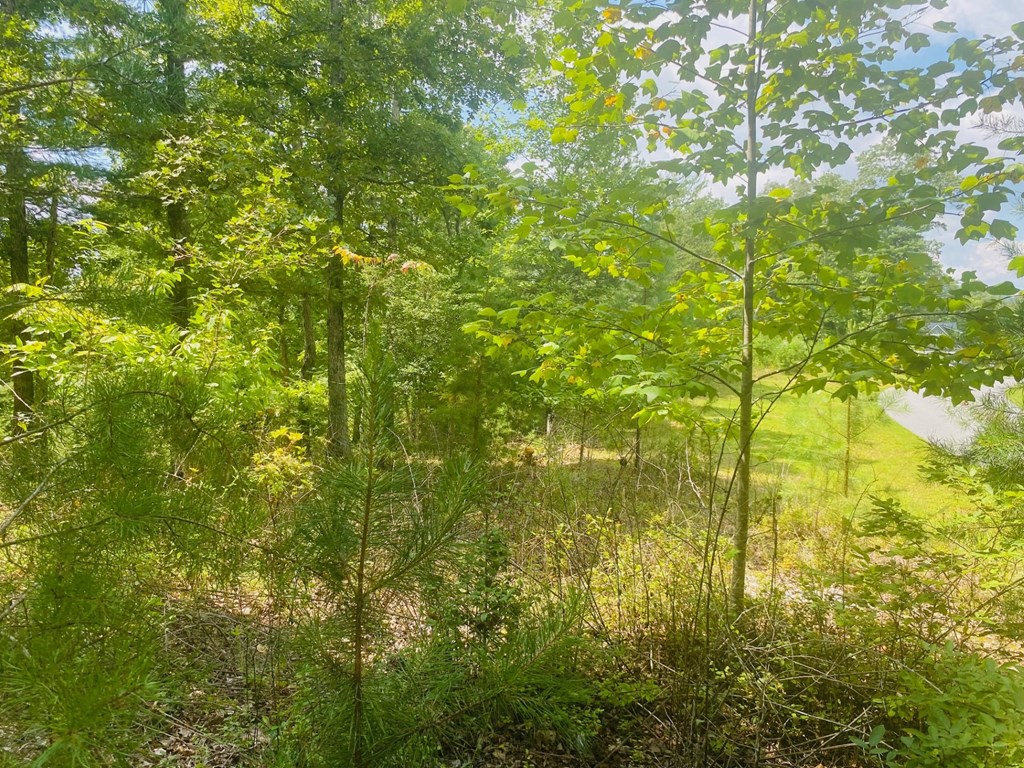 Lot 89 River Mountain Road Murphy, NC 28906 - Photo 12 of 17 a view of yard from a window