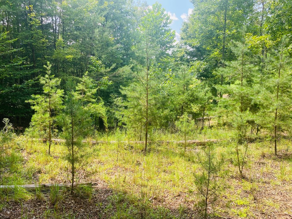 Lot 89 River Mountain Road Murphy, NC 28906 - Photo 5 of 17 a view of yard with green space