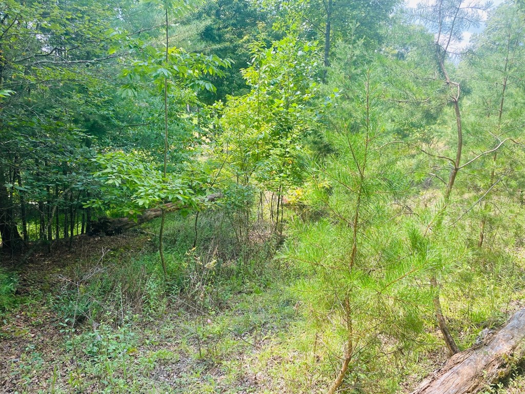 Lot 89 River Mountain Road Murphy, NC 28906 - Photo 6 of 17 a view of a garden with a lake
