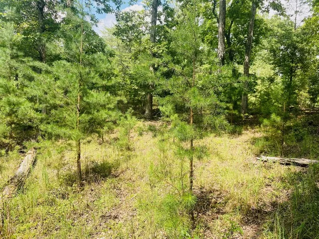 a view of yard with green space