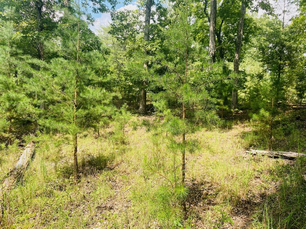 Lot 89 River Mountain Road Murphy, NC 28906 - Photo 7 of 17 a view of yard with green space