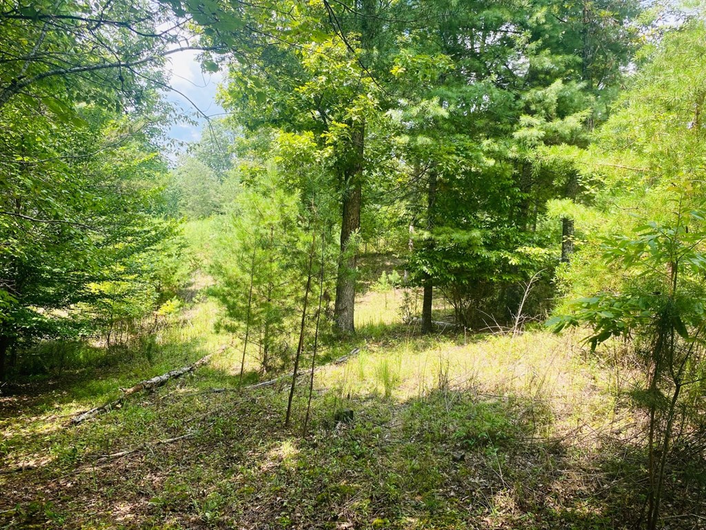 Lot 89 River Mountain Road Murphy, NC 28906 - Photo 8 of 17 a view of a yard