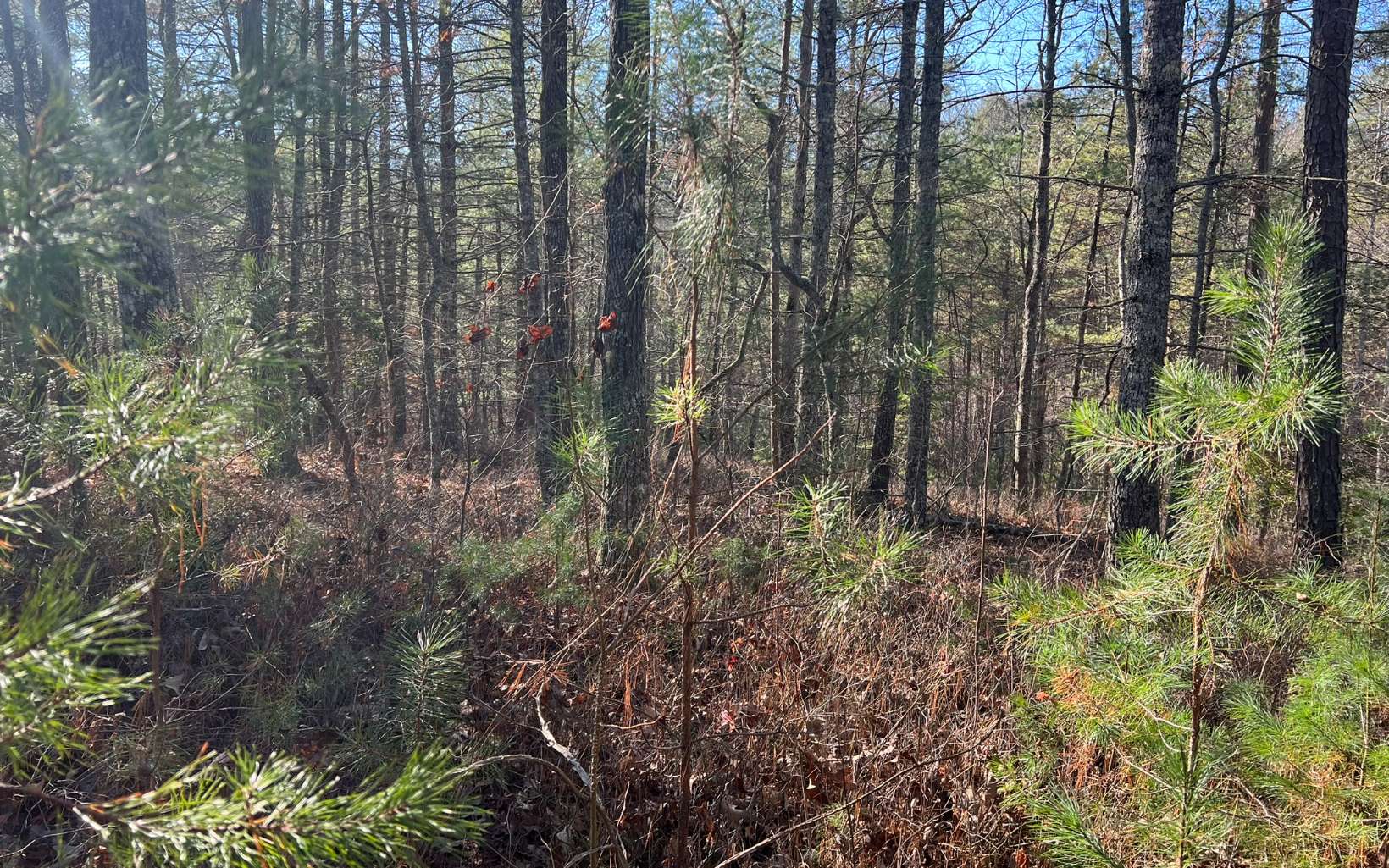 Tbd Tbd Adventure Ranch Road Murphy, NC 28906 - Photo 8 of 16 Additional View