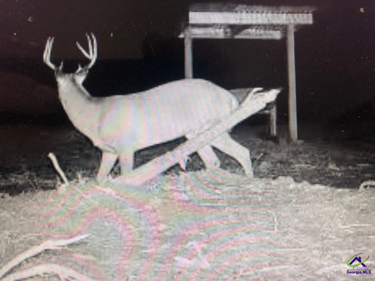 0 County Line Road Elko, GA 31025 - Photo 6 of 12