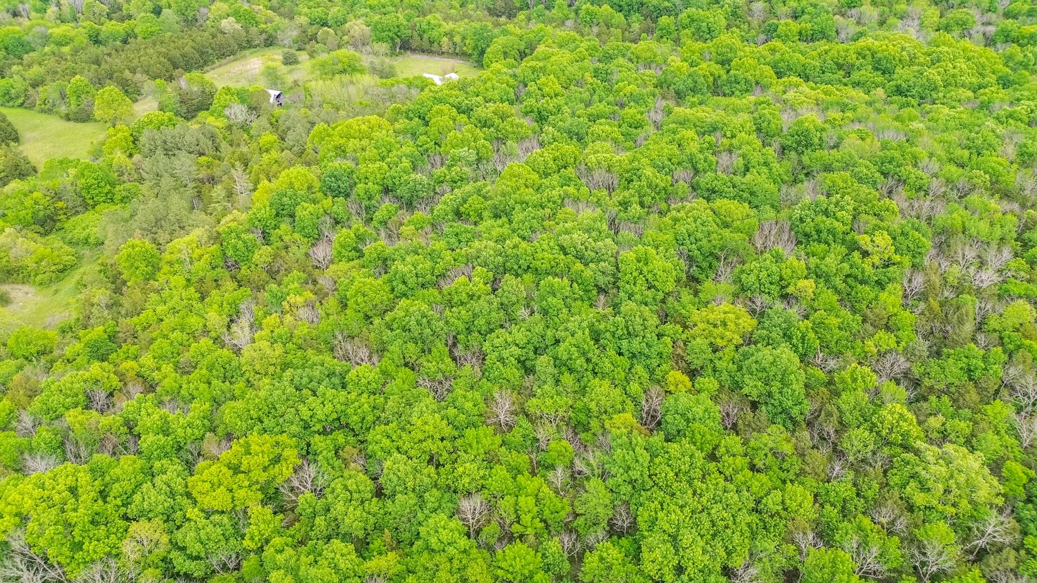 0 Walkup Road Readyville, TN 37149 - Photo 11 of 26 Gallery Image 11