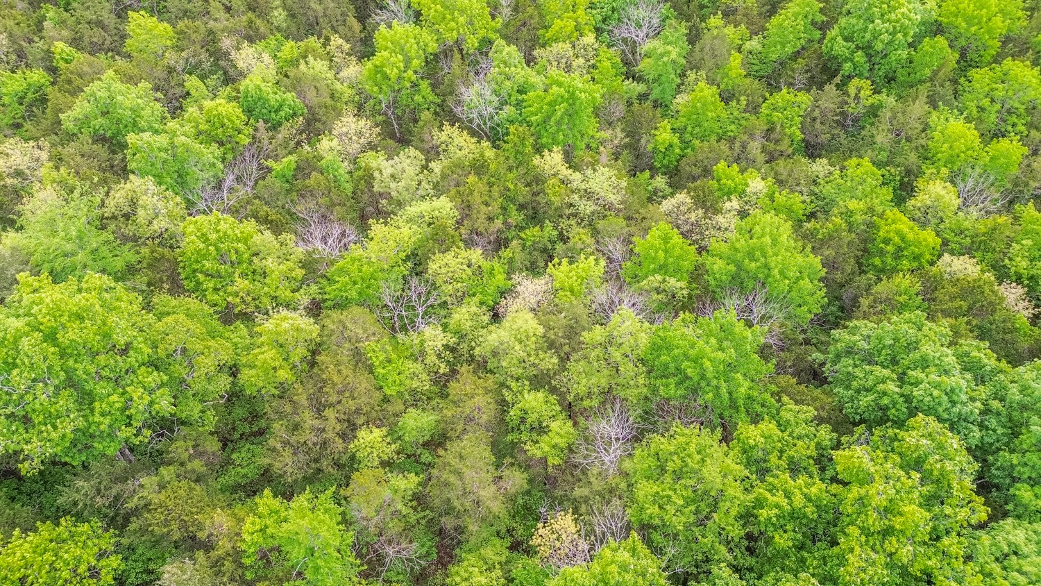 0 Walkup Road Readyville, TN 37149 - Photo 4 of 26 Gallery Image 4