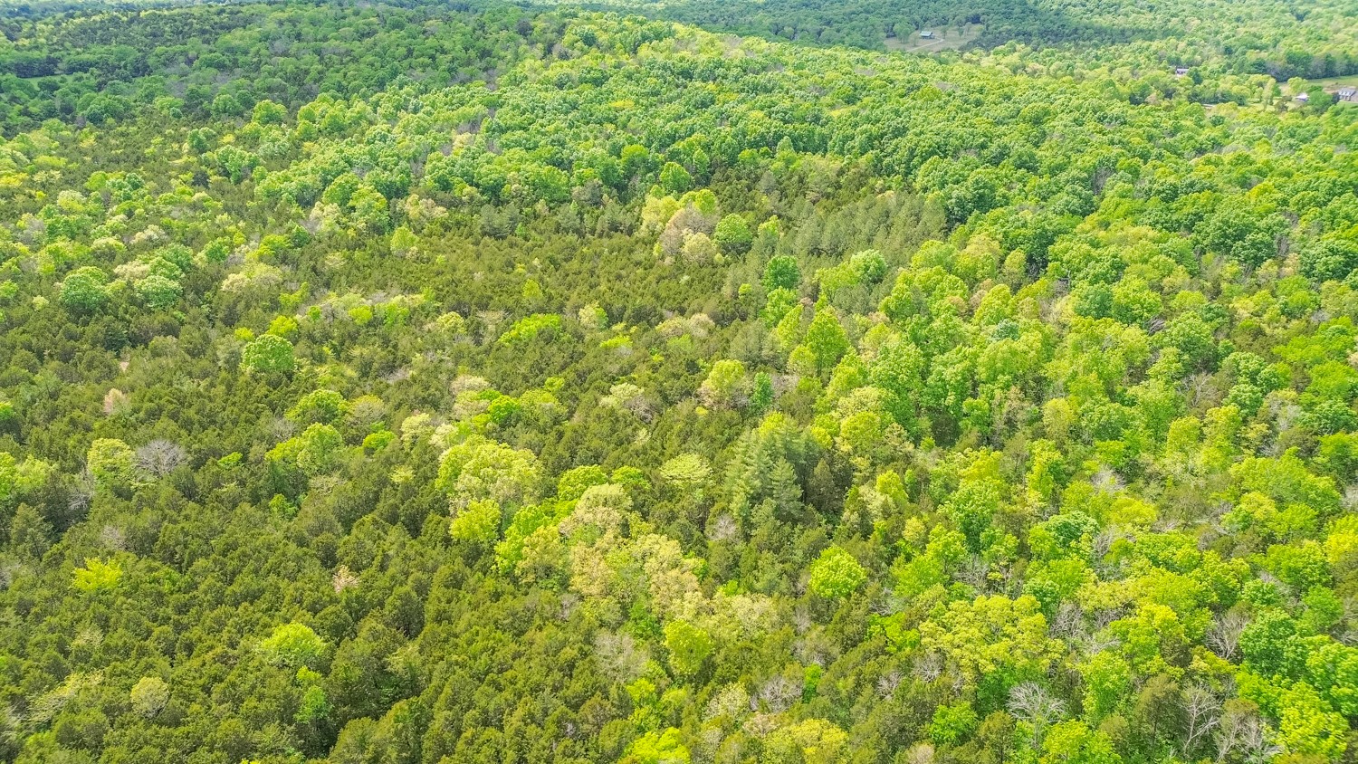 0 Walkup Road Readyville, TN 37149 - Photo 6 of 26 Gallery Image 6