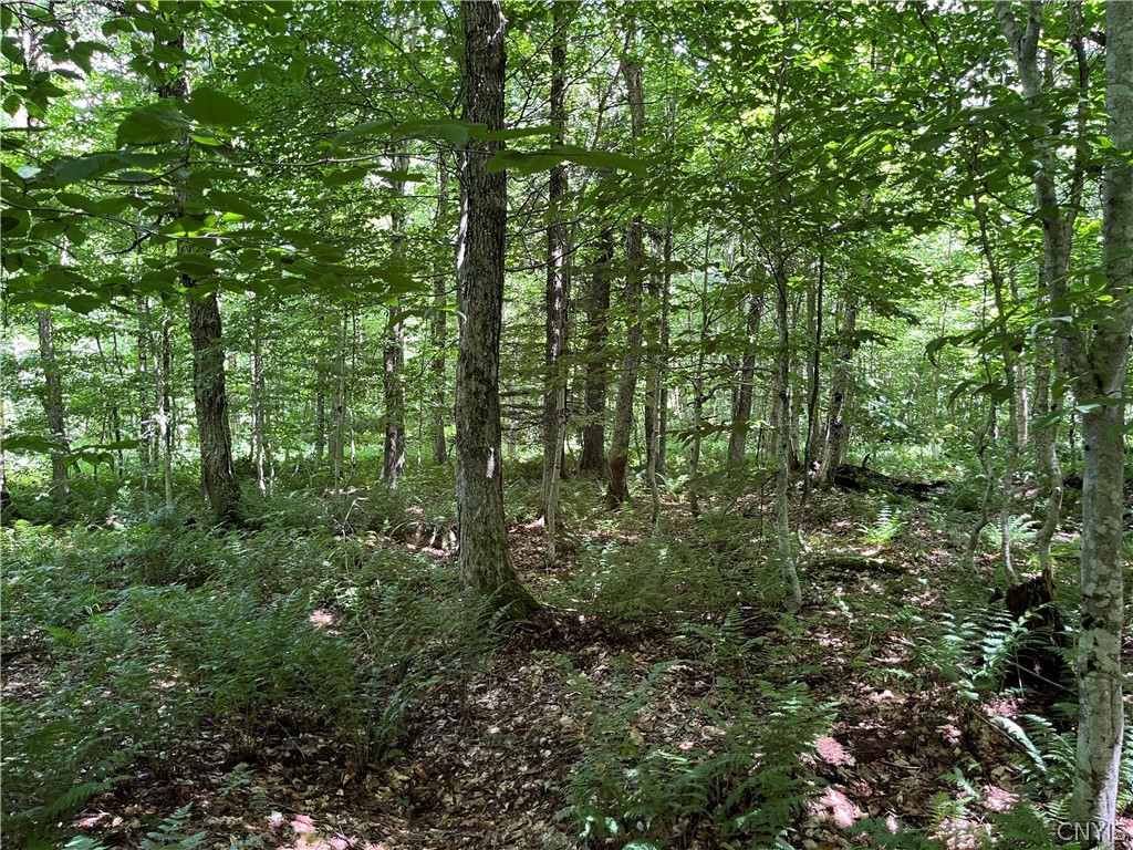 East Town Line Road Lorraine, NY 13659 - Photo 6 of 34 Gallery Image 6