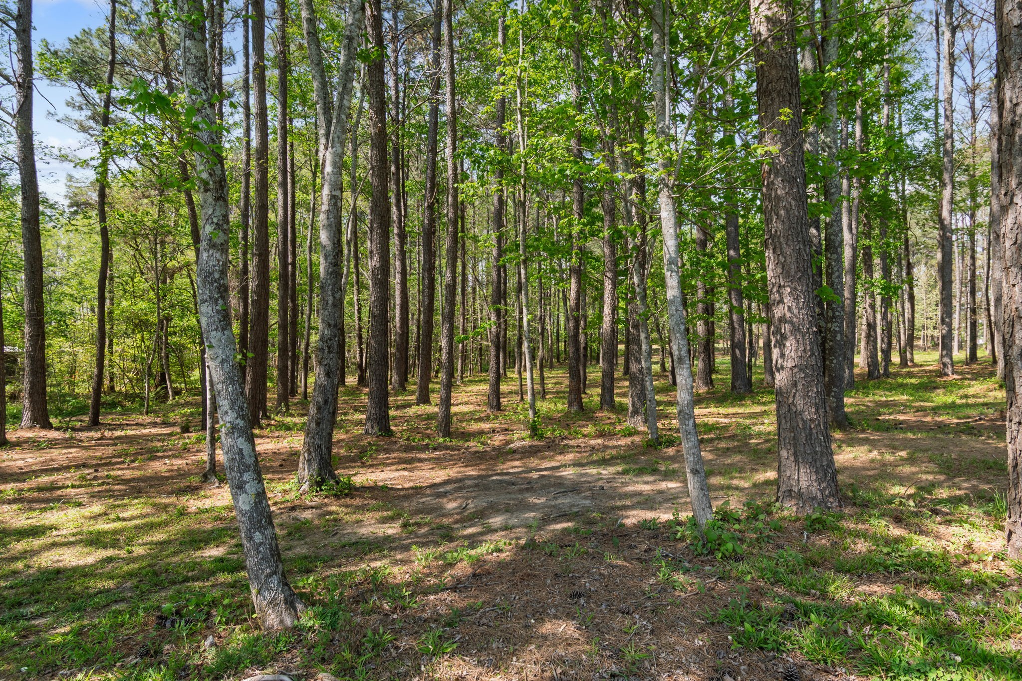 5609 Bending Chestnut Road Franklin, TN 37064 - Photo 23 of 24 a backyard of a house with lots of green space