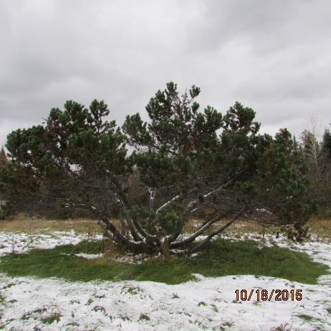 214 Bog Brook Road Crystal, ME 04747 - Photo 29 of 29 Photo