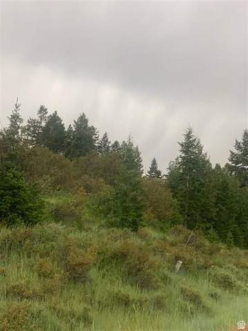 155 Caribou Road Soda Springs, ID 83276 - Photo 4 of 6 View of tree filled area