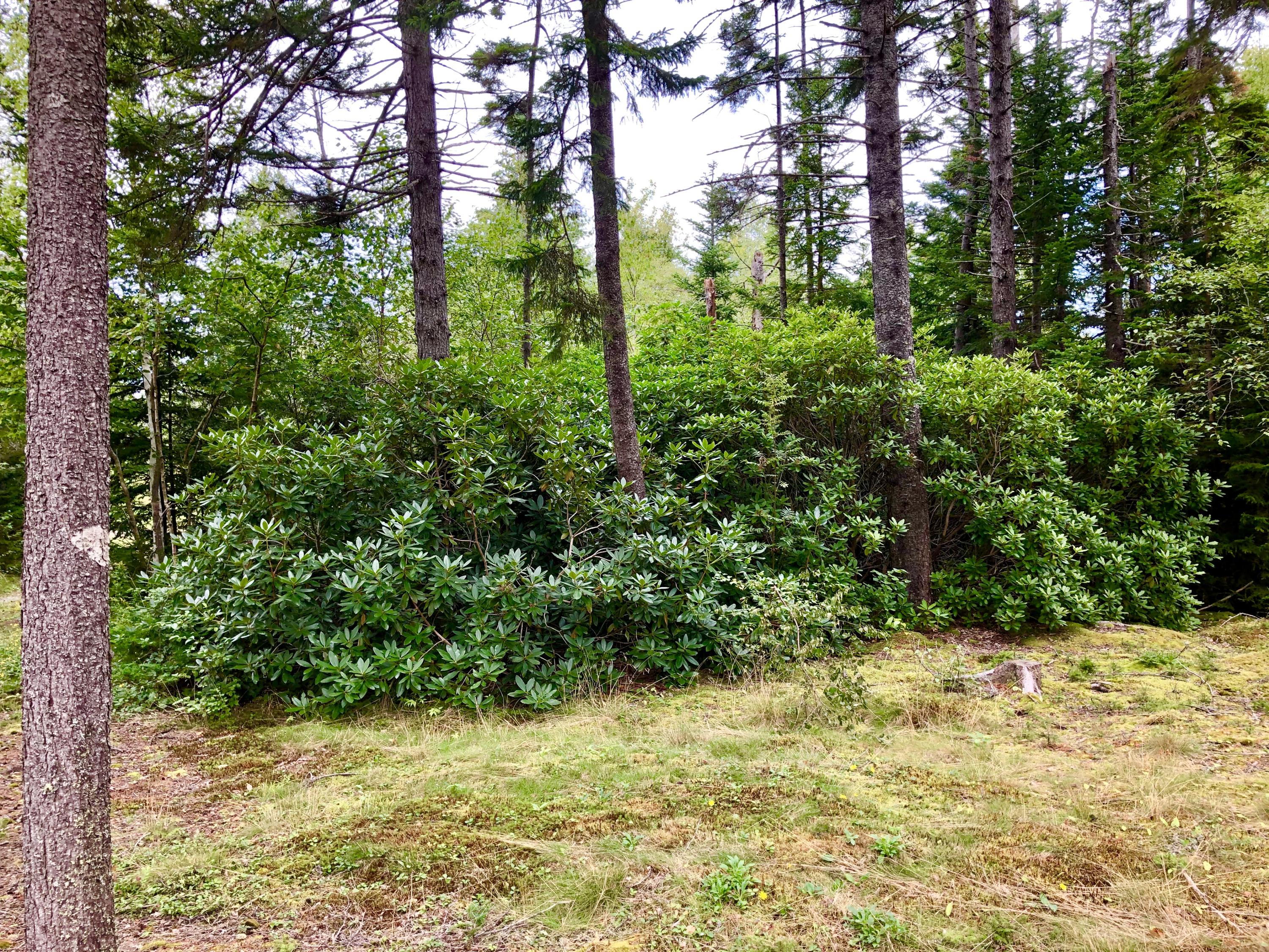 4 Lyford Road Bernard, ME 04612 - Photo 44 of 49 Land