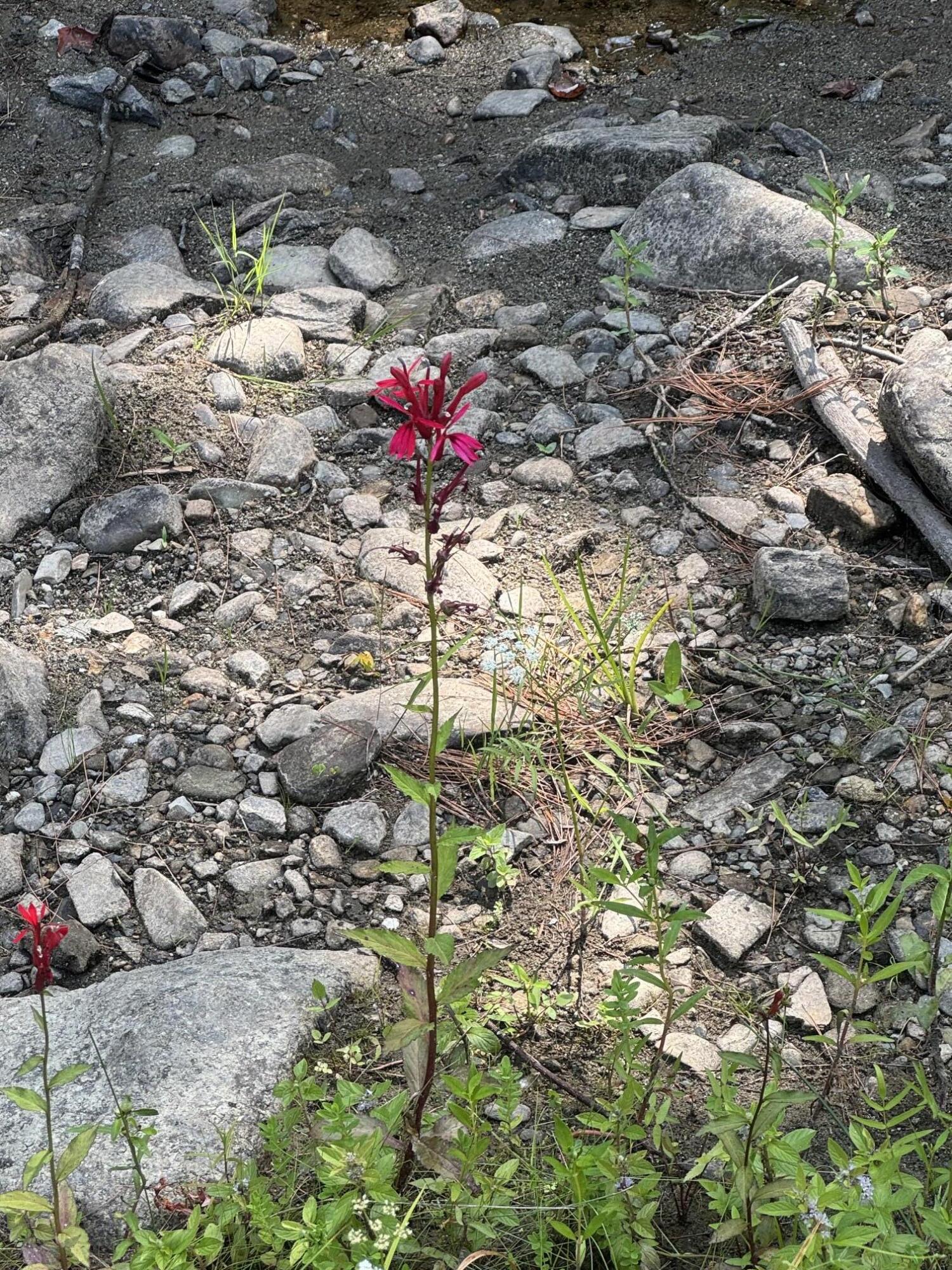 286 Upper Hostile Valley Road Liberty, ME 04949 - Photo 12 of 14 IMG_1005