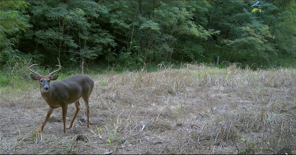 Southwest Old Highway Road Rushville, MO 64484 - Photo 11 of 48