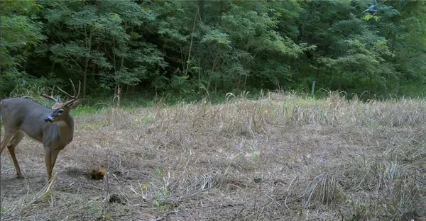 $384,900 | Southwest Old Highway Road, Rushville, MO 64484