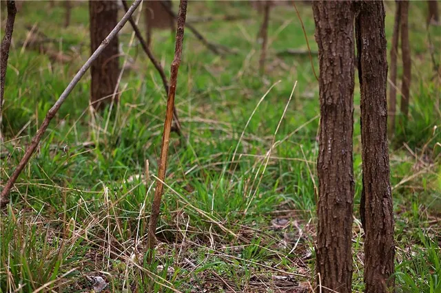 $399,000 | Southwest Old Highway Road, Rushville, MO 64484