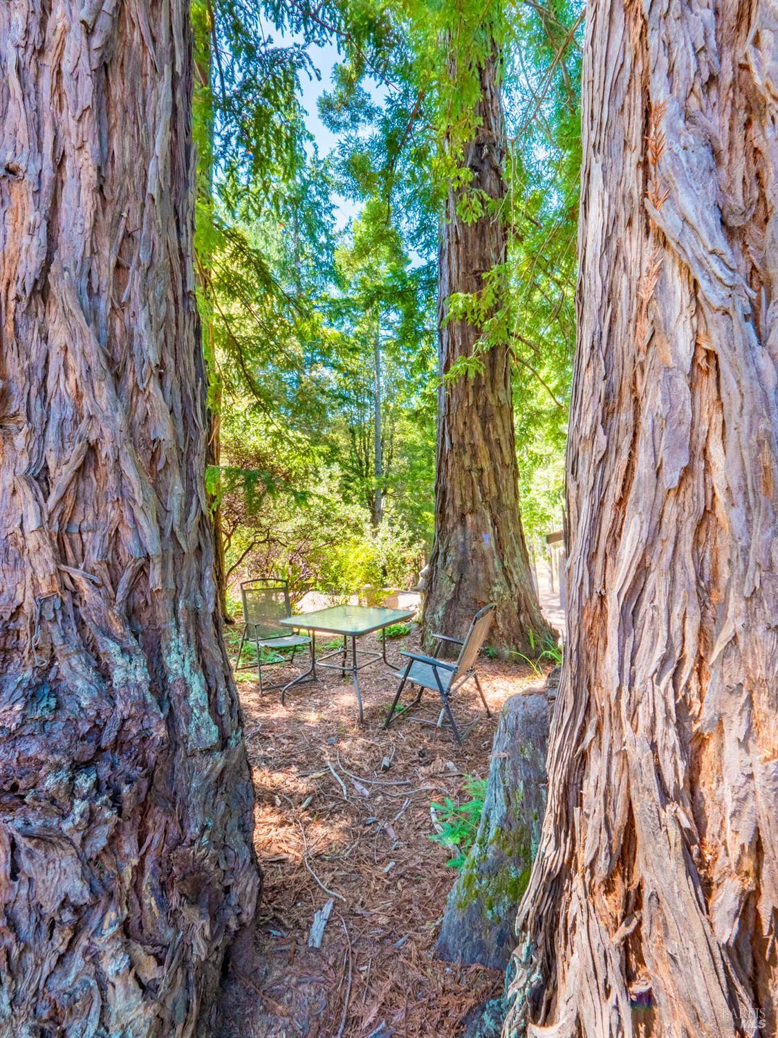 7701 Signal Ridge Road Philo, CA 95466 - Photo 28 of 32 This special redwood fairy ring sits at the edge of the yard. It beckons all to sit and relax for awhile.