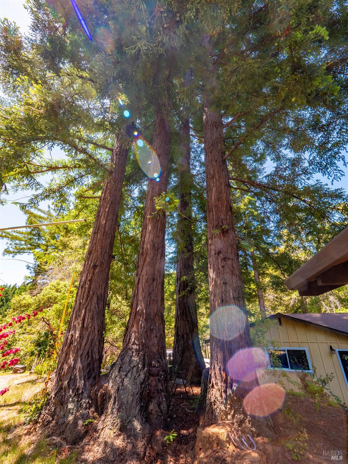 7701 Signal Ridge Road Philo, CA 95466 - Photo 29 of 32 Aptly named Redwood Ridge - The redwoods add a special majesty to the setting.