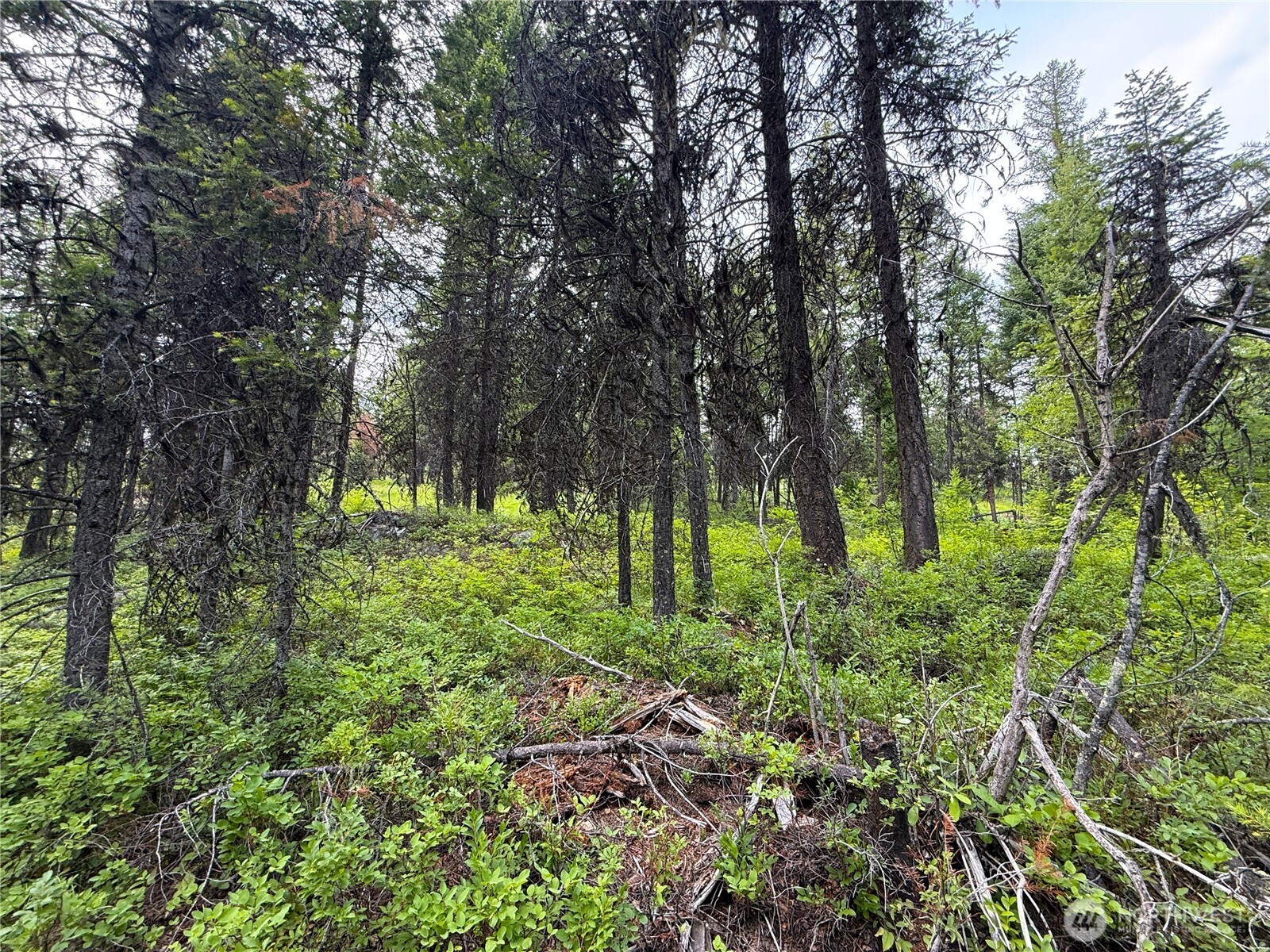 0 Mule Deer Road Republic, WA 99166 - Photo 4 of 9