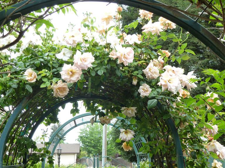 19292 Farallon Road Madera, CA 93638 - Photo 36 of 38 Arbor in bloom
